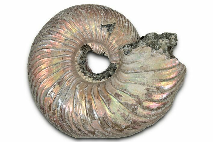 Iridescent, Pyritized Ammonite (Quenstedticeras) Fossil - Russia #336217